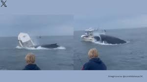 Humpback whale capsizes boat