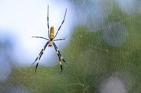 Are Jorō spiders well poised to spread even more into human areas? A new study offers clues 2024 new