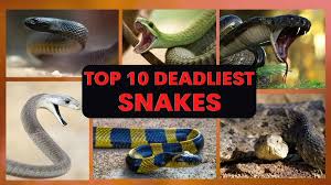 The Deadliest Snakes