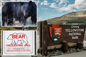 Black bear