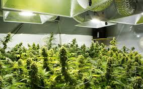 marijuana grow2024
