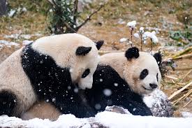 Giant panda