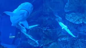Aquarium