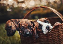 Animal Safety