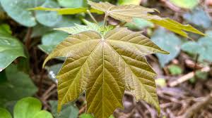 rarest maple tree