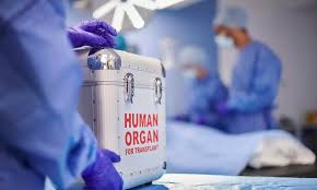 organ transporter