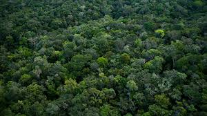 Amazon rainforest