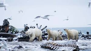 polar bears