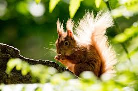 Rare sighting of red squirrel in Scotland’s central belt 2024 great