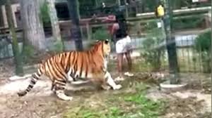 Woman Nearly Bitten by Tiger After Climbing Over Fence at New Jersey Zoo 2024 wonderful