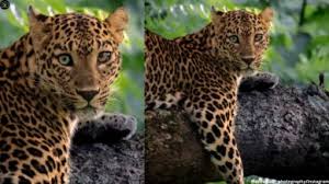 Wildlife photographer