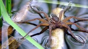 Exclusive Giant Spiders and Rats United Kingdom 2024