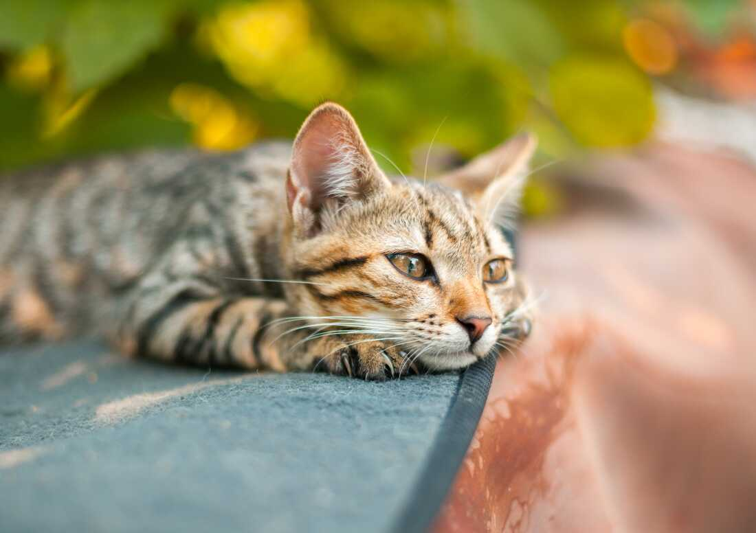 Do cats experience grief