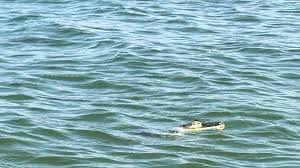 Alleged alligator