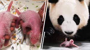 Twin panda