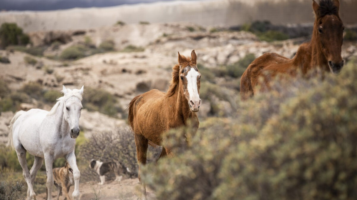 Horse rescue