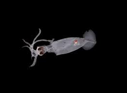underwater creatures