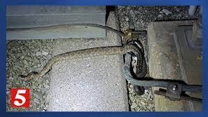 Snake Sparks