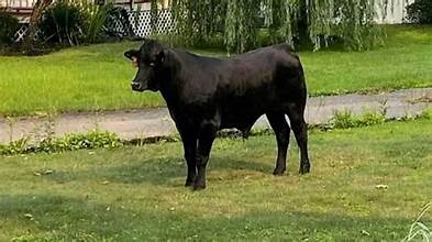 bull
