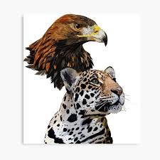 Golden Eagles and Jaguars