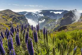 madeira