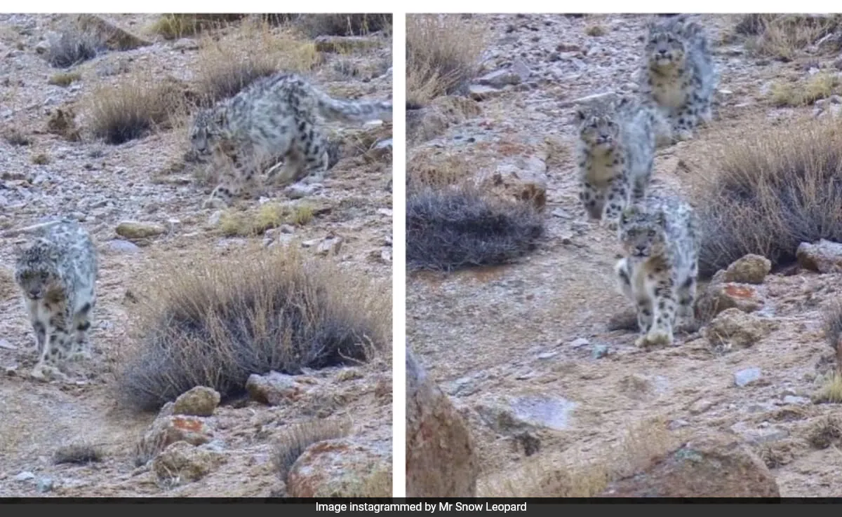 Snow Leopardess