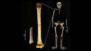 ancient 'hobbit' human 2024