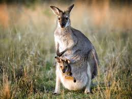 Kangaroos, the iconic marsupials native to Australia, are fascinating creatures with a variety of unique traits, behaviors, and adaptations that make them stand out in the animal kingdom. These traits are not just intriguing but also essential for their survival in the diverse and often challenging environments of their homeland. Here’s a closer look at what makes kangaroos so unique. ### Physical Traits and Adaptations **1. Powerful Hind Legs and Tail:** Kangaroos are renowned for their strong hind legs, which are well-adapted for their primary mode of locomotion: hopping. Their large, muscular hind legs enable them to cover vast distances with minimal energy expenditure. This method of travel is highly efficient for moving across the expansive Australian landscape in search of food and water. Kangaroos can reach speeds of up to 35 miles per hour and sustain a steady pace of 15 miles per hour. Their large, robust tail acts as a counterbalance when they hop, providing stability and aiding in maneuverability. The tail is also used as a prop when kangaroos are resting or feeding, supporting their weight and helping them stay upright. **2. Adapted Digestion:** Kangaroos have a specialized digestive system to process their fibrous diet of grasses and leaves. Their stomach is divided into compartments, similar to a cow’s, which allows for the fermentation and breakdown of tough plant material. This complex digestive system enables them to extract maximum nutrients from their food. **3. Unique Feet:** Kangaroo feet are uniquely adapted to their hopping lifestyle. Their large, muscular hind legs have three powerful toes and a small, vestigial fourth toe, which helps in maintaining balance and stability while moving. Their feet are also well-suited for gripping the ground and aiding in propulsion during hopping. ### Behavior and Social Structure **1. Hopping as a Primary Mode of Travel:** Hopping is not just a mode of transportation for kangaroos but also a means of energy efficiency. By using their large hind legs, kangaroos can travel long distances in search of food and water with relatively low energy expenditure. This efficiency is crucial for survival in the often arid and variable Australian environment. **2. Social Groups (Mobs):** Kangaroos are social animals that live in groups known as mobs. These mobs are typically composed of females with their young, along with a few dominant males. The social structure within a mob is quite fluid, with hierarchies often determined by age, size, and strength. Mobs provide protection from predators and help in finding food sources. **3. Maternal Care and Reproduction:** Kangaroos exhibit remarkable maternal care. Female kangaroos have a unique reproductive system that allows them to carry a developing embryo while still nurturing a joey (a young kangaroo) in her pouch. This reproductive adaptation is known as embryonic diapause, where the embryo’s development can be paused until the existing joey is sufficiently developed and ready to leave the pouch. A typical gestation period is about 30 days, after which the tiny, underdeveloped joey is born and climbs into the mother’s pouch to continue developing. The joey will stay in the pouch for several months before emerging and beginning to graze on solid food while still nursing. ### Ecological Role and Conservation **1. Grazing Impact:** Kangaroos play a significant role in their ecosystems as grazers. Their feeding habits help maintain the balance of plant species in the Australian landscape. By consuming large quantities of vegetation, they influence plant community structure and contribute to soil health through their dung, which acts as a fertilizer. **2. Adaptation to Climate:** Kangaroos are well-adapted to the extreme climatic conditions of Australia. Their ability to regulate body temperature and their behavior of resting during the hottest parts of the day help them cope with high temperatures. They also exhibit a behavior known as “splashing,” where they wet their forelimbs in water and then lick the moisture off, which aids in cooling. **3. Conservation Status:** While many kangaroo species are abundant and widely distributed, some are facing conservation challenges. Habitat loss due to agricultural expansion, climate change, and other human activities pose significant threats to kangaroo populations. Conservation efforts are in place to monitor and protect kangaroo species, focusing on habitat preservation and sustainable management practices to ensure their survival. ### Unique Behaviors and Interactions **1. Communication:** Kangaroos use a variety of vocalizations and body language to communicate with each other. They produce a range of sounds, including grunts, growls, and clicks, to convey different messages. Body language, such as ear positioning and tail movements, also plays a crucial role in their communication, especially within the social structure of a mob. **2. Adaptability and Intelligence:** Kangaroos exhibit a high degree of adaptability and problem-solving abilities. They are known to navigate complex terrains and adapt their foraging strategies based on seasonal changes in food availability. Their intelligence is evident in their ability to learn and remember the locations of food and water sources, which is crucial for survival in their often harsh environments. ### Conclusion Kangaroos are remarkable animals with a range of unique traits and adaptations that make them perfectly suited to their Australian habitats. From their powerful hind legs and specialized digestive systems to their complex social behaviors and ecological roles, kangaroos are a testament to the diversity and adaptability of life on Earth. Understanding and appreciating these tr