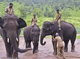 The Enchantment Bond: Elephant and Mahout in Tamil Nadu 2024 wonderful Elephant