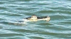 alligator swimming in Lake