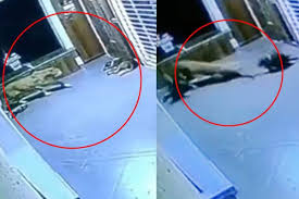 Fearless Dog Pursue Away Leopard: Remarkable Encounter in Nainital 2024 wonderfulEncounterFearless Dog Pursue Away Leopard: Remarkable Encounter in Nainital 2024 wonderful Encounter