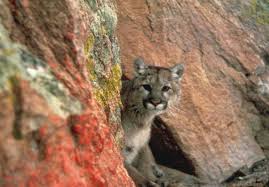 Cougar spotted climbing