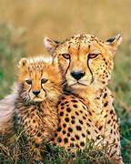Cheetah cub