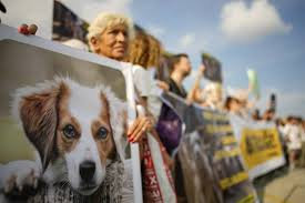 Thousands of Turks protest law to remove stray dogs 2024