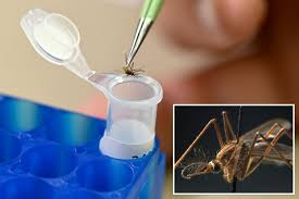 West Nile virus