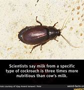 Cockroach milk